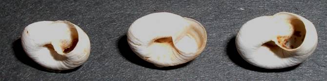 Moluscos terrestres de Creta